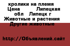 кролики на племя  › Цена ­ 300 - Липецкая обл., Липецк г. Животные и растения » Другие животные   